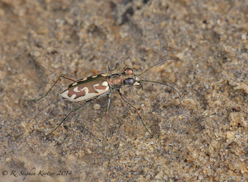 Ellipsoptera cuprascens